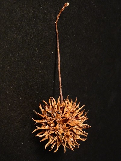 {Liquidambar styraciflua}